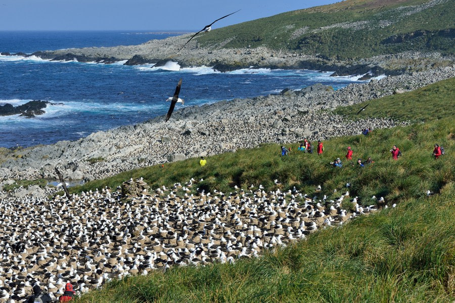 Black-browed Albatross colony_Steeple Jason Island_Falkland Islands_November