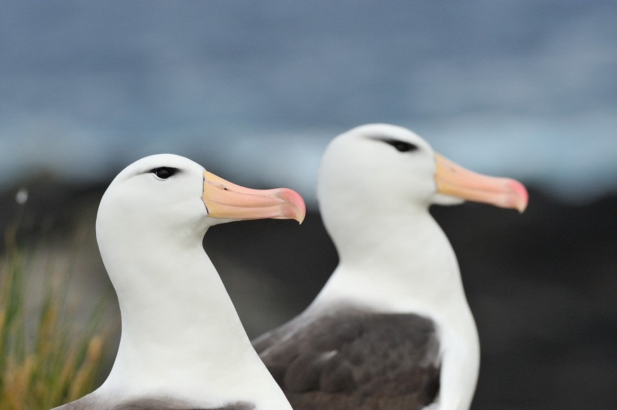 Black-browed Albatross_Steeple Jason Island_Falkland Islands_November