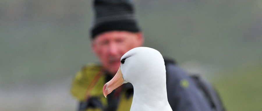 Black-browed Albatross_Steeple Jason Island_Falkland Islands_November