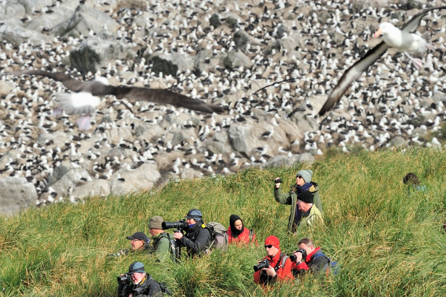 Black-browed Albatross colony_Steeple Jason Island_Falkland Islands_November