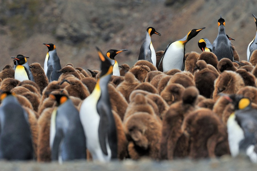 King Penguins_Fortuna Bay_South Georgia_November