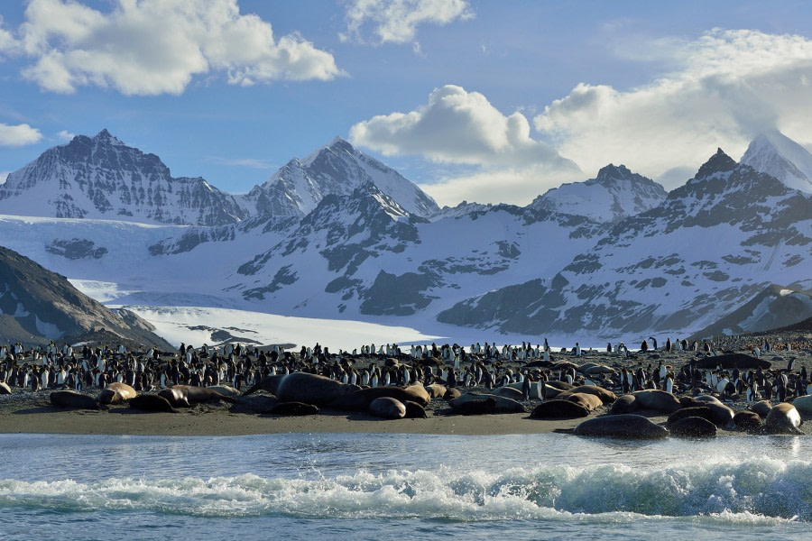 Elephant Seals_King Penguins_St Andrew's Bay_South Georgia_November