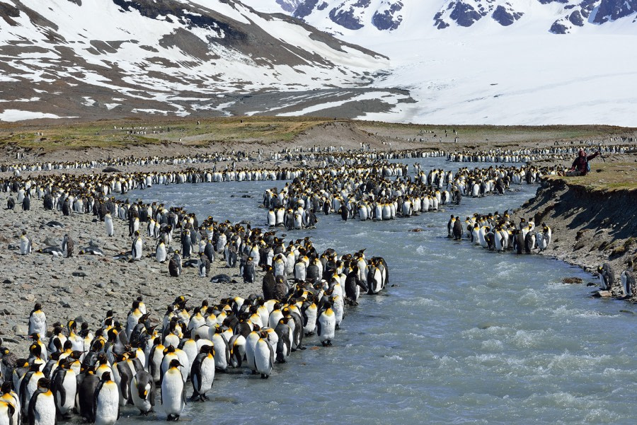 King Penguins_St Andrew's Bay_South Georgia_November