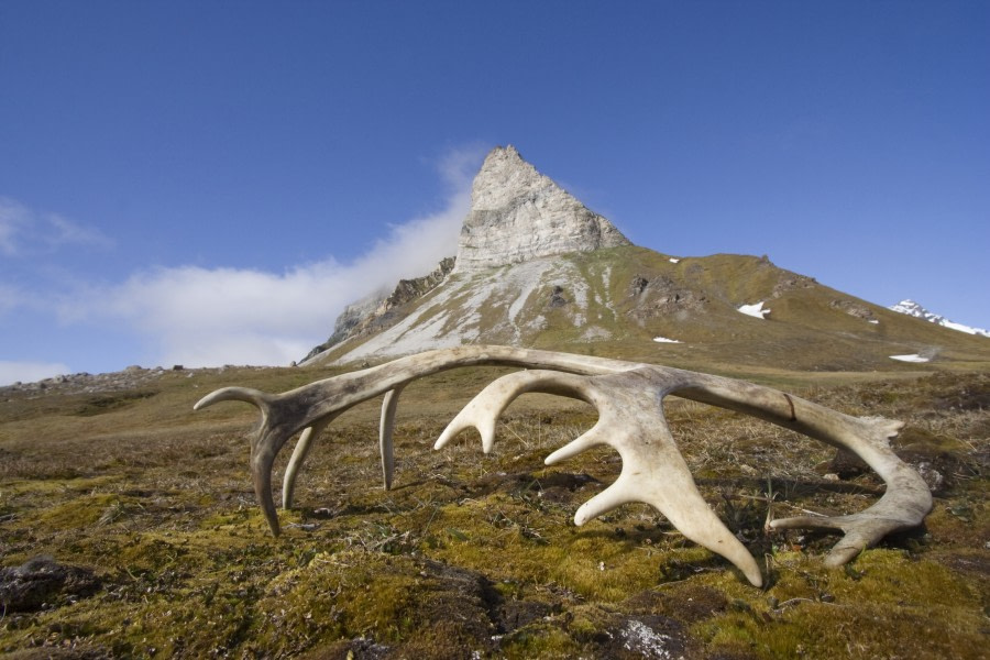 Alkhornet, Spitsbergen, July © Arjen Drost-Oceanwide Expeditions.jpg