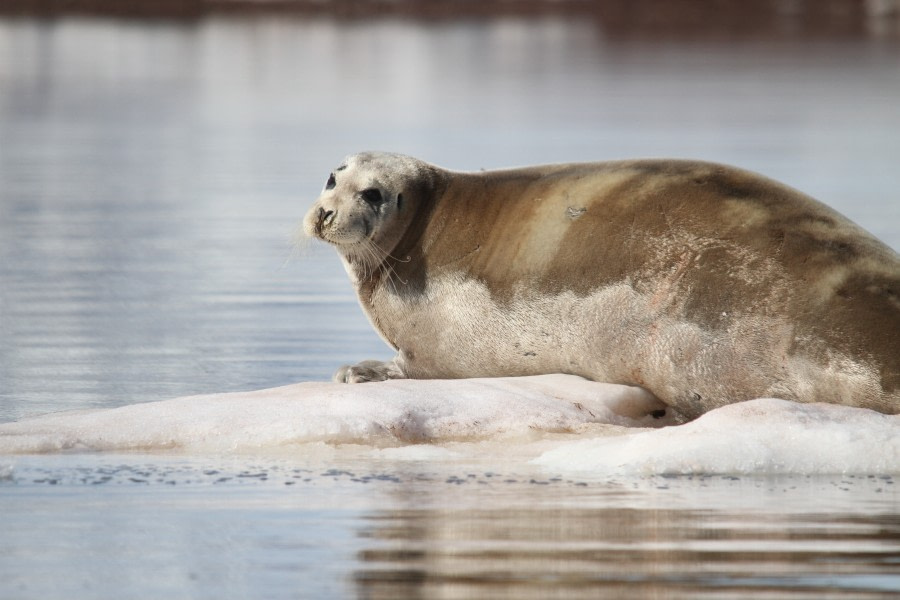 Bearded Seal, Spitsbergen, July © Joerg Ehrlich-Oceanwide Expeditions