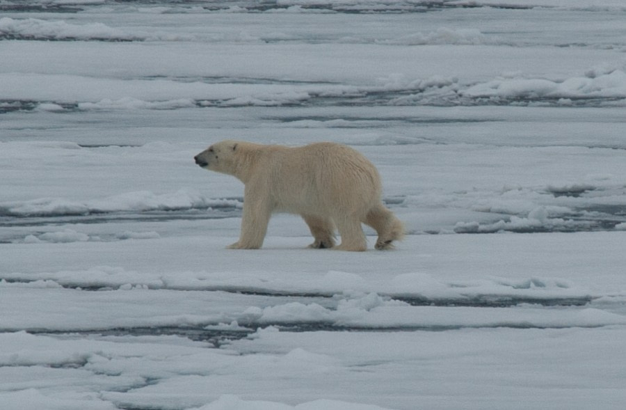 Polar Bear, North Spitsbergen, June © Erwin Vermeulen-Oceanwide Expeditions (3)