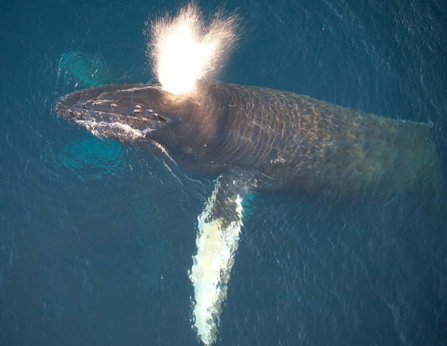 Humpback Whale © Erwin Vermeulen-Oceanwide expeditions (1)