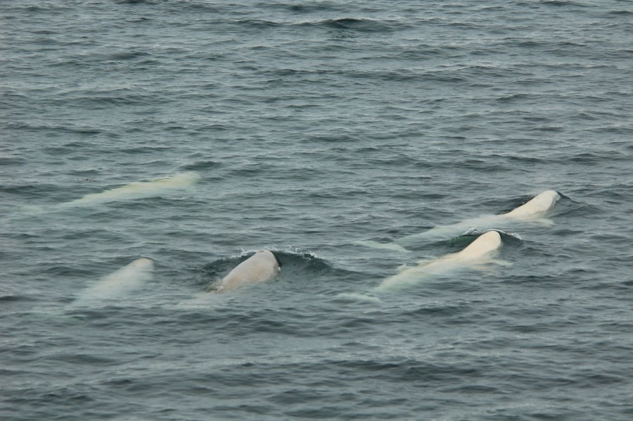 Spitsbergen, Beluga Whales, July © Elke Lindner-Oceanwide Expeditions (2)