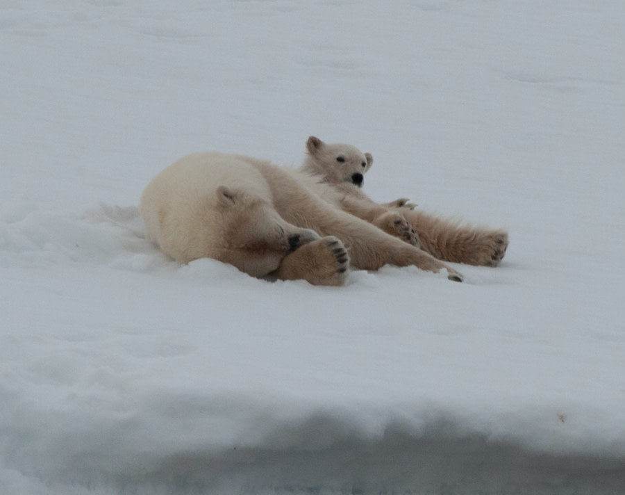 Polar Bear, North Spitsbergen, June © Erwin Vermeulen-Oceanwide Expeditions (1)