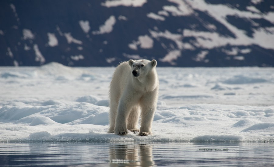 Polar Bear, North Spitsbergen, July © Erwin Vermeulen-Oceanwide Expeditions (2)