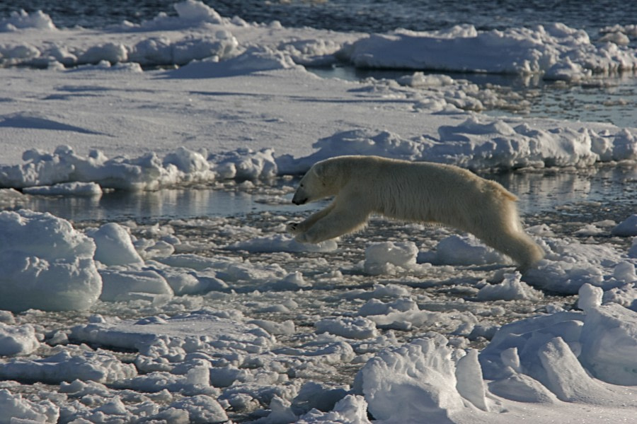 Polar Bear, North Spitsbergen, June © Rinie van Meurs-Oceanwide Expeditions (2)