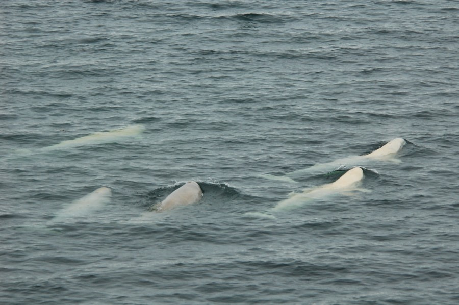 Spitsbergen, Beluga Whales, July