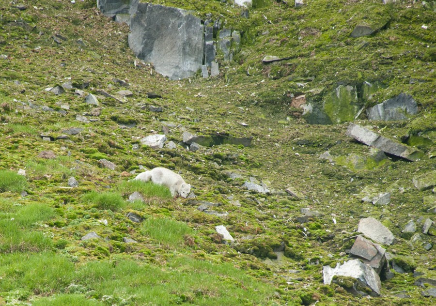 Arctix Fox, Spitsbergen, July