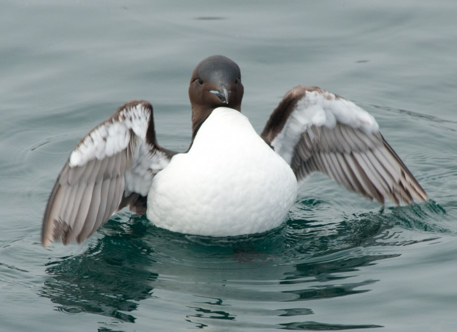 Spitsbergen, Guillemot, July © Erwin Vermeulen-Oceanwide Expeditions