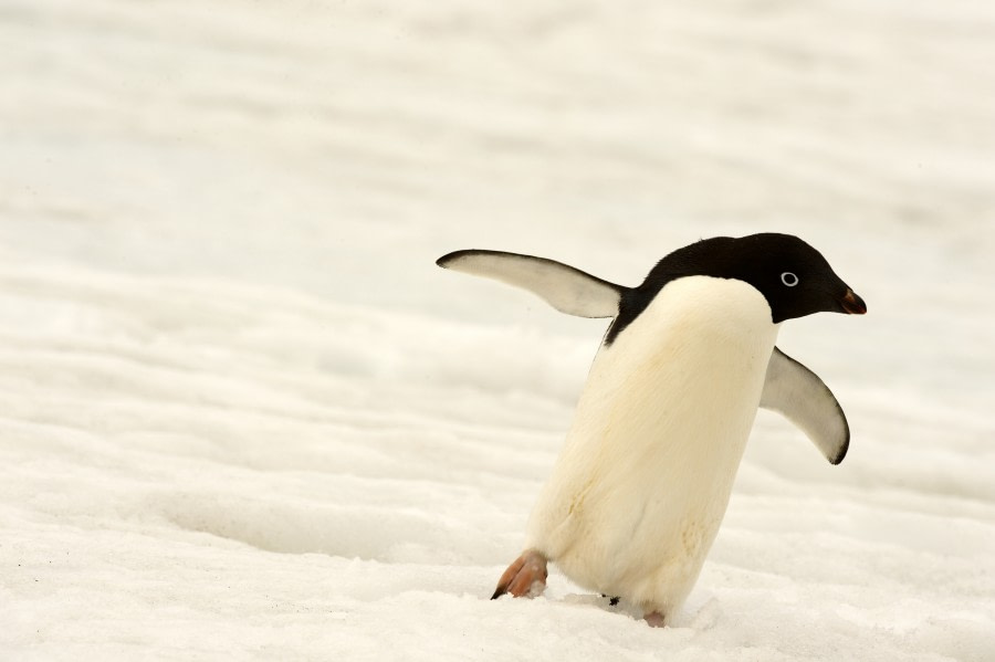 Adelie Penguin, Weddell Sea, Antarctica, November © Paul Tuttle-Oceanwide Expeditions (1).jpg