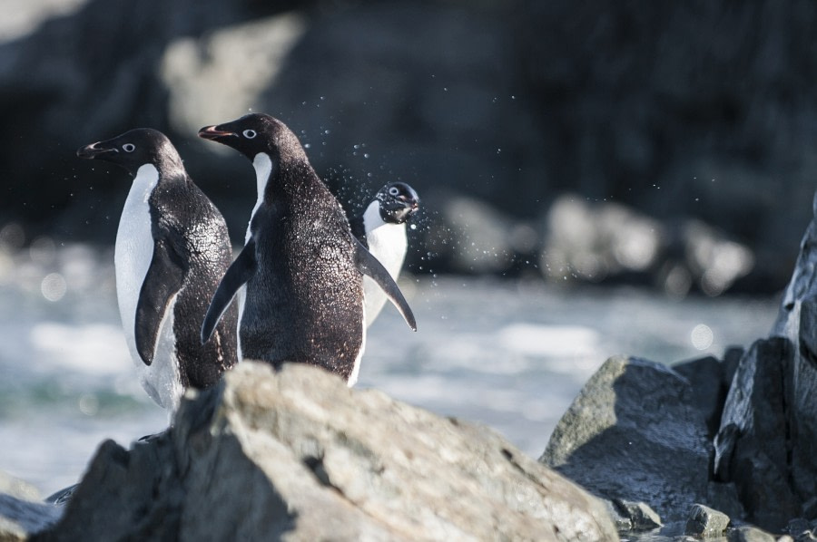 Adelie penguins © Morten Skovgaard Photography-Oceanwide Expeditions (1).JPG