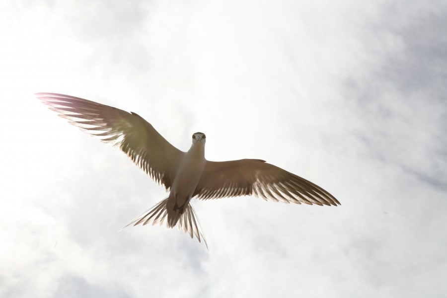 Sooty Tern_Ascension Island_Atlantic Odyssey (c) Rob Tully-Oceanwide Expeditions (1).JPG