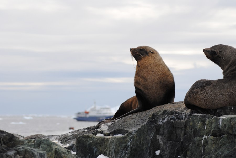 Fur seals, Detaille Island, Polar Circle © Jamie Scherbeijn-Oceanwide Expeditions.JPG