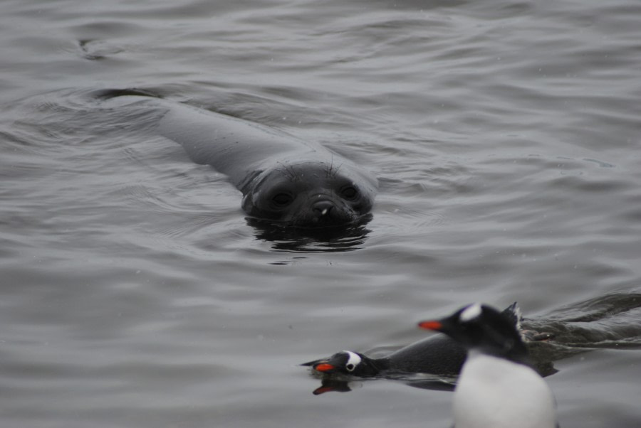 Gentoo Penguins, Elephant Seal, Antarctica © Jamie Scherbeijn-Oceanwide Expeditions.JPG