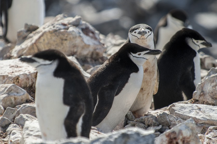 Chinstrap penguin © Morten Skovgaard-Oceanwide Expeditions (3).JPG