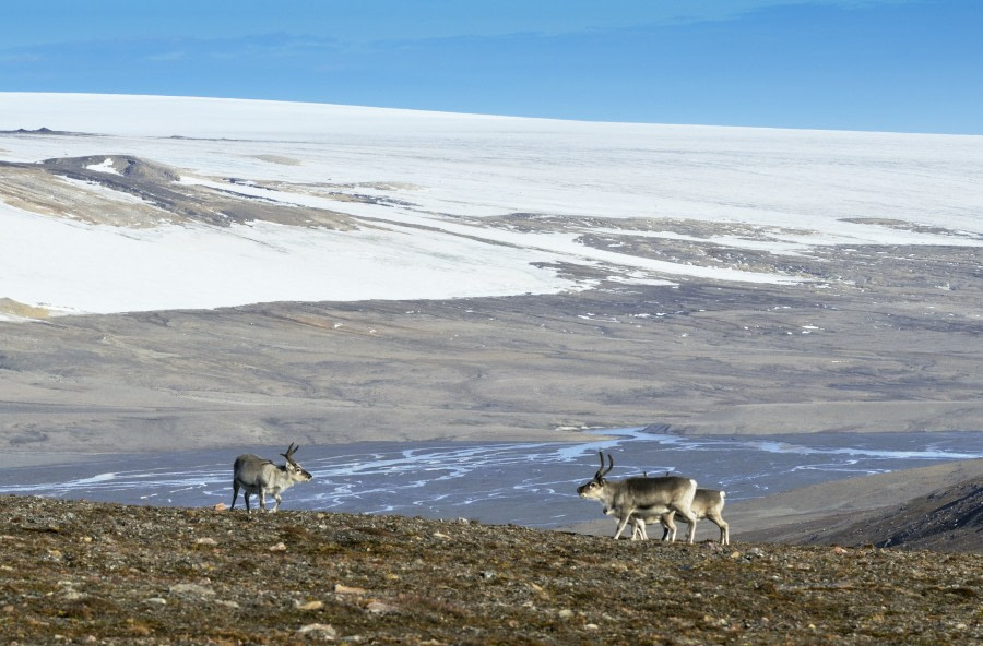 Svalbard Reindeer, Spitsbergen, August © Petr Slavik-Oceanwide Expeditions.jpg