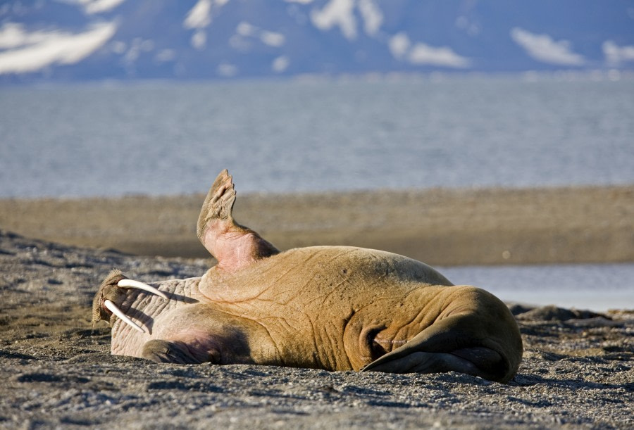 Walrus, Spitsbergen, June © Franco Banfi-Oceanwide Expeditions (1).jpg