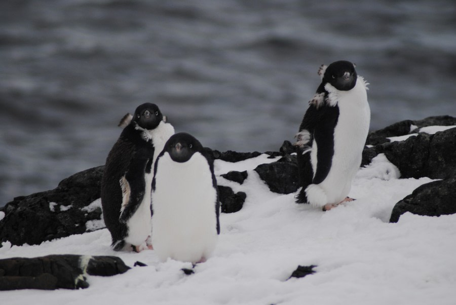 Adelie penguins, Detaille Island, Polar Circle, Antarctica © Jamie Scherbeijn-Oceanwide Expeditions (1).JPG