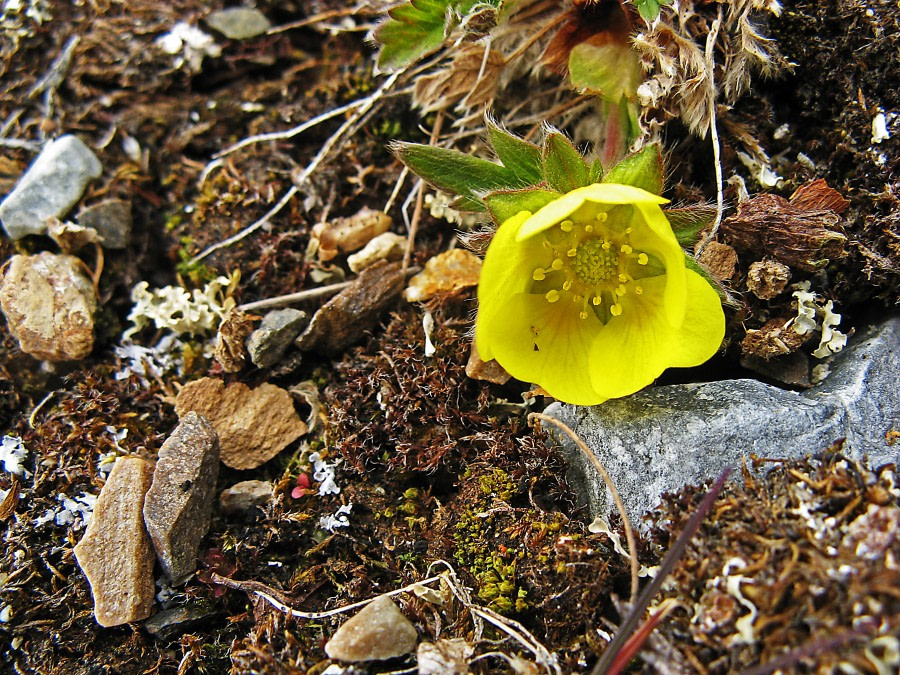 Spitsbergen, Flora (June) © Rinie van Meurs-Oceanwide Expeditions (7).jpg