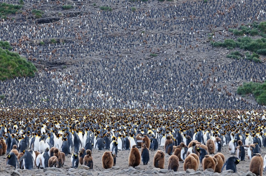 King Penguin colony, South Georgia_Salisbury Plain, January © Martin van Lokven-Oceanwide Expeditions (6).jpg