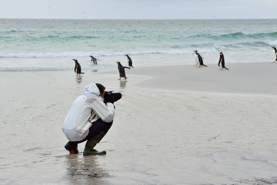 Gentoos on Saunders Isl-Falkland Isl_Nov © Martin van Lokven-Oceanwide Expedition (2).jpg