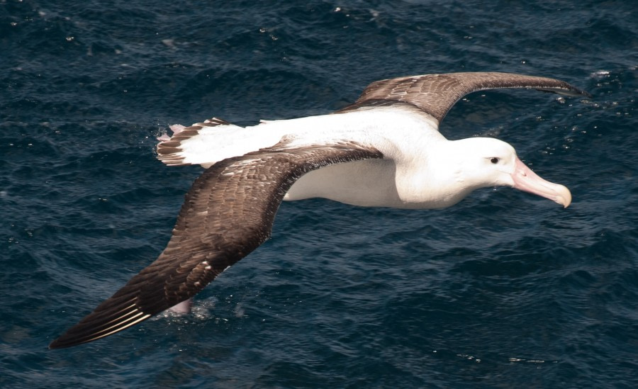 Wandering Albatross, Tristan da Cunha, Atlantic Odyssey © Erwin Vermeulen-Oceanwide Expeditions (4).jpg