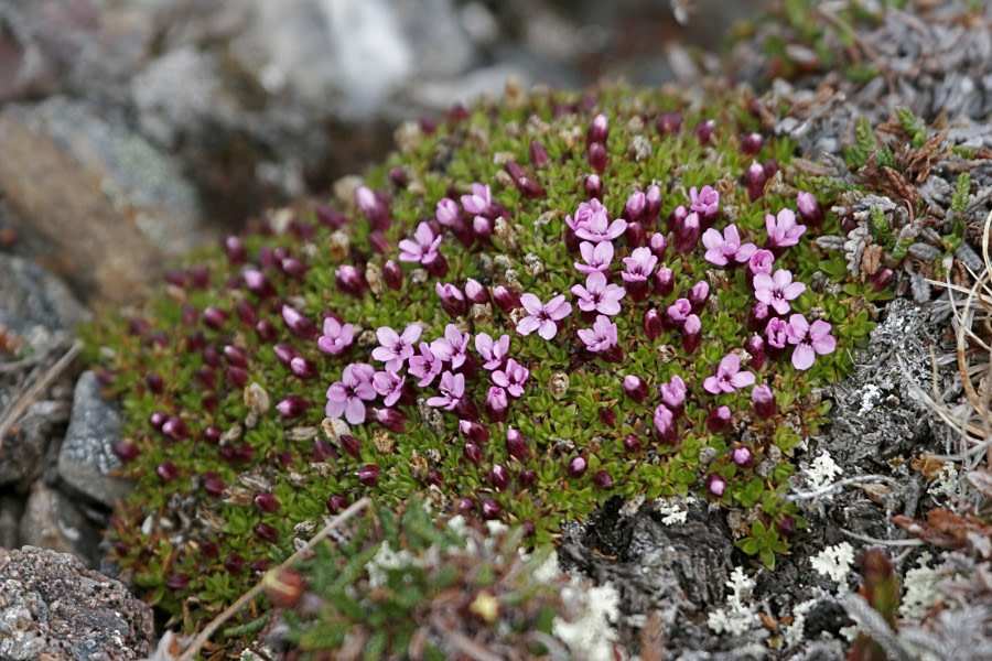 Spitsbergen, Flora (June) © Rinie van Meurs-Oceanwide Expeditions (5).JPG