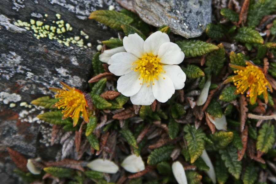 Spitsbergen, Flora (June) © Rinie van Meurs-Oceanwide Expeditions (8).jpg