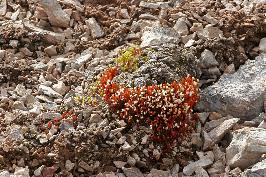 Spitsbergen, Flora (June) © Rinie van Meurs-Oceanwide Expeditions (1).JPG