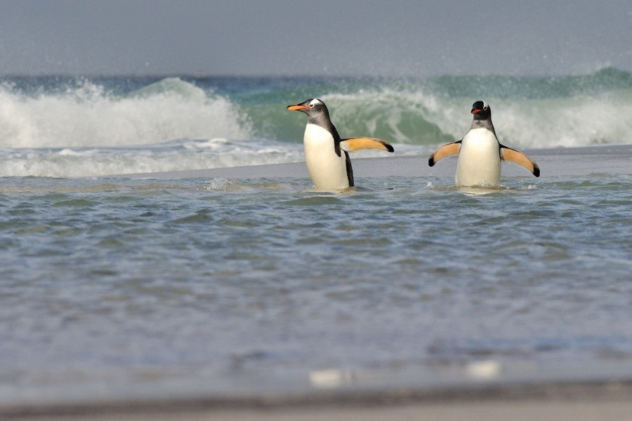 Gentoo on Saunders Isl-Falkland Isl_Nov © Martin van Lokven-Oceanwide Expedition (11).jpg