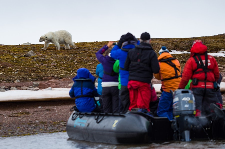 North Spitsbergen Polar Bear, July © Oceanwide Expeditions - Oliver Vogler.jpg