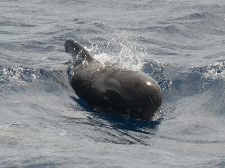 Pilot Whale, Atlantic Odyssey © Erwin Vermeulen-Oceanwide Expeditions (3).jpg