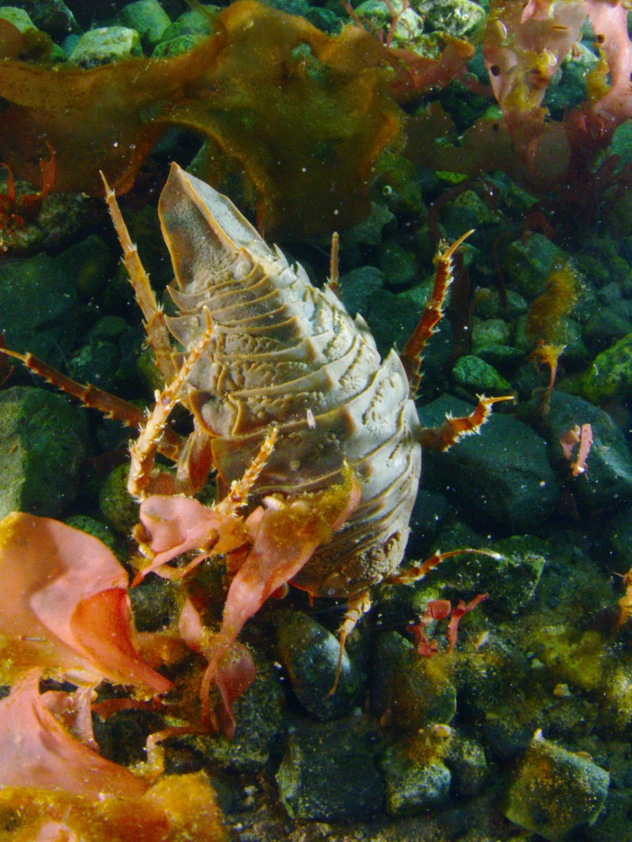 Isopod, Polar diving, Antarctica