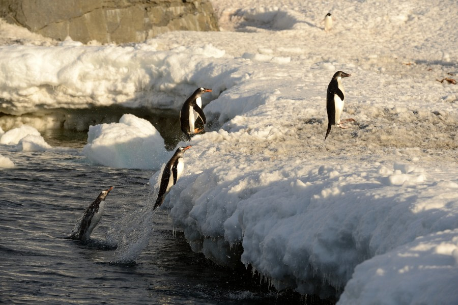 Adelie Penguin, Weddell Sea, Antarctica, November © Paul Tuttle-Oceanwide Expeditions (5).jpg