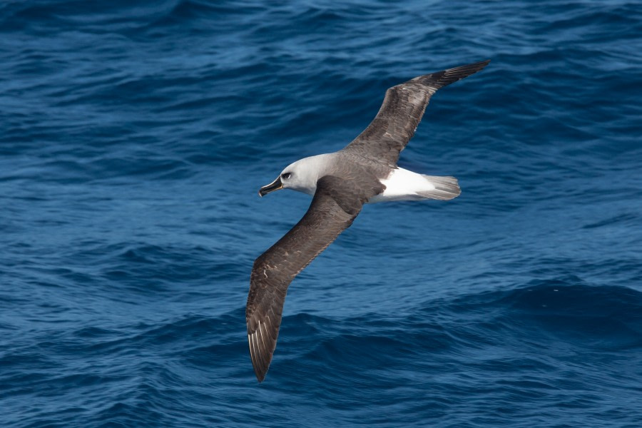 Grey-headed Albatross © Troels Jacobsen-Oceanwide Expeditions.JPG