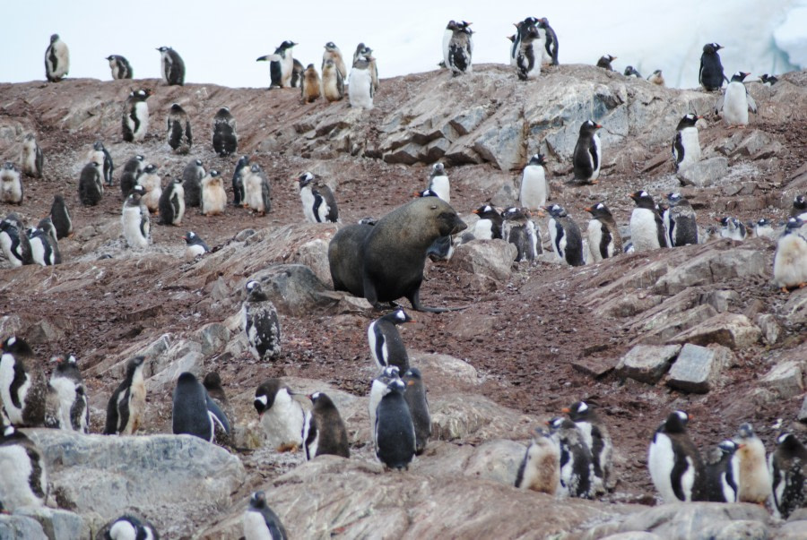 Gentoo Penguins, Fur Seal, Antarctica © Jamie Scherbeijn-Oceanwide Expeditions.JPG