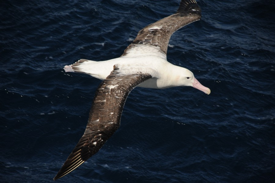 Wandering Albatross, Atlantic Odyssey © Erwin Vermeulen-Oceanwide Expeditions (2).jpg
