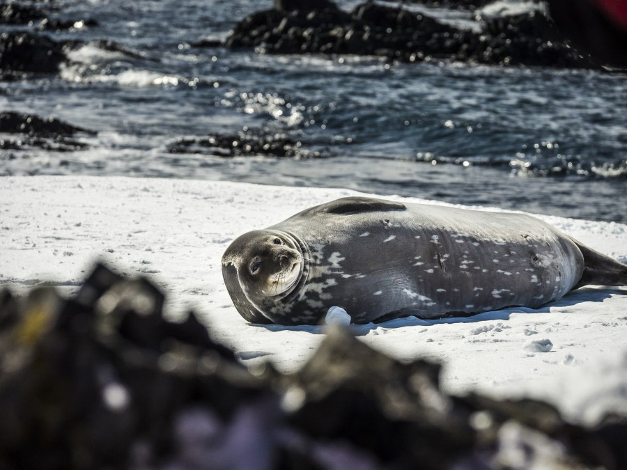 Antarctica, Weddell Seal © Dietmar Denger-Oceanwide Expeditions.jpg