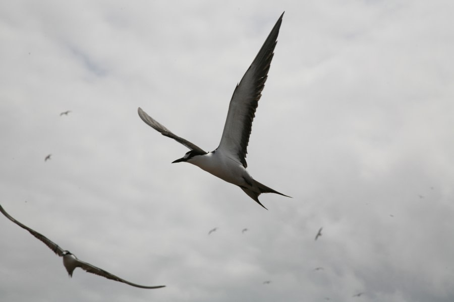 Sooty Tern_Ascension Island_Atlantic Odyssey (c) Rob Tully-Oceanwide Expeditions (2).JPG