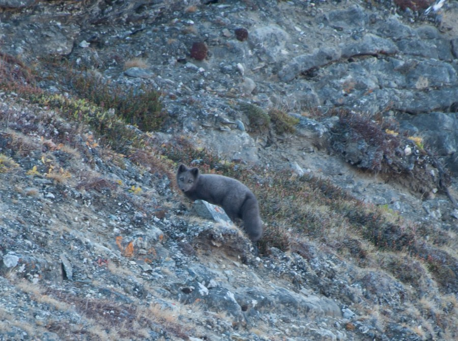 Spitsbergen, Northeast Greenland, Arctic Fox © Erwin Vermeulen-Oceanwide Expediitions.jpg