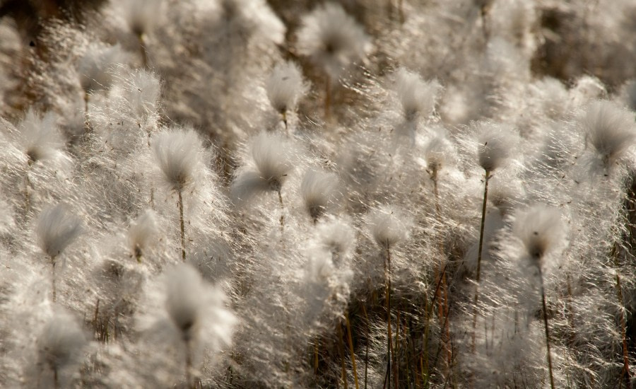 Northeast Greenland, Cotton grass, September © Erwin Vermeulen-Oceanwide Expeditions.jpg