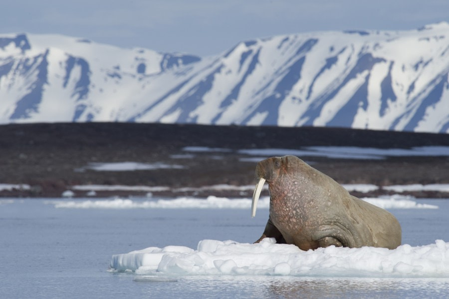 Walrus, Spitsbergen, June © Josh Harrison-Oceanwide Expeditions.jpg