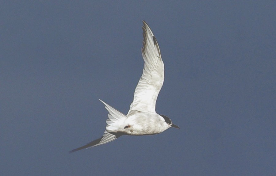 Antartic Tern