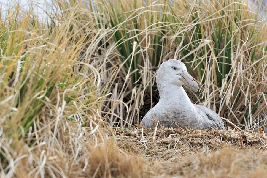 Giant Petrel, South Georgia_Cobblers Cove, November © Martin van Lokven-Oceanwide Expeditions.jpg