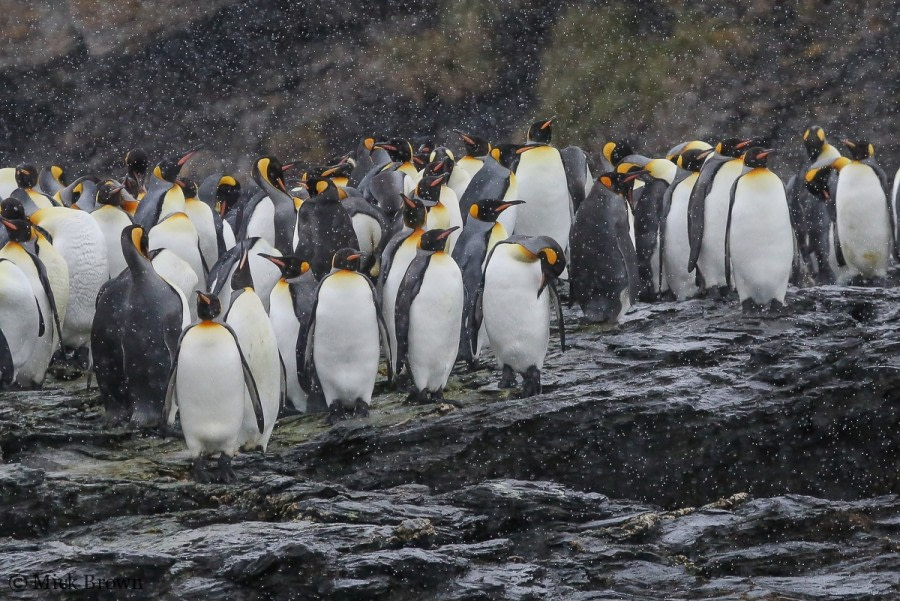 South Georgia: St. Andrews Bay, Ocean Harbour & Royal Bay